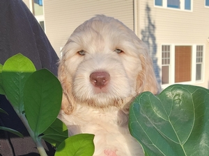 Orange collar male